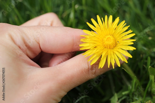 yellow flower in hand, dandelion