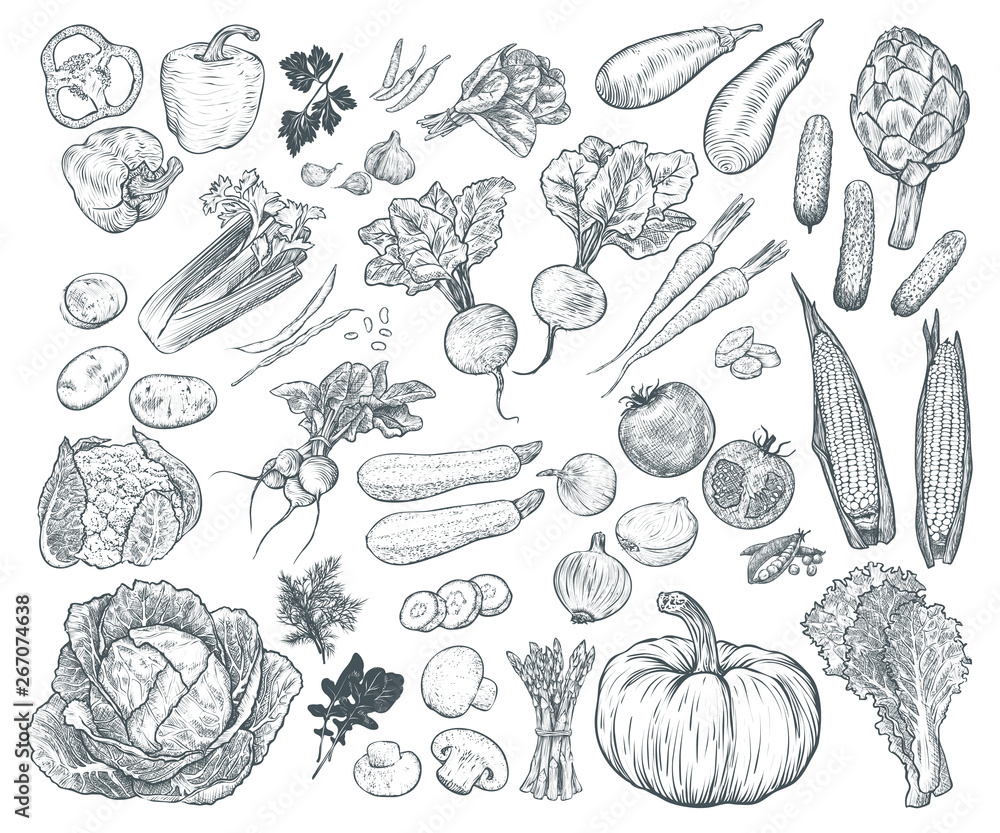 Hand drawn fresh vegetables set. Template for your design works. Engraved style vector illustration. - obrazy, fototapety, plakaty 
