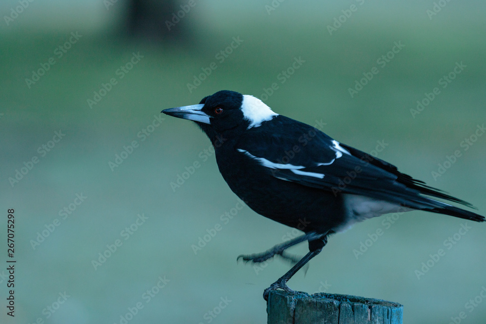 An Australian Magpie in the dawn half-light An Australian Magpie in the dawn half-light