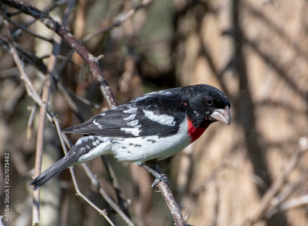 Fototapeta premium Rose Breasted Grosbeak perched