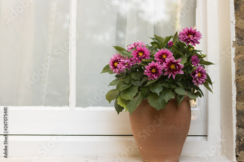 Autumn Flowers of Pink Dahlias Grow in a Clay Pot on Windowsill with White Curtain at Sunset Time. Copy Space. Concept: Autumn Flowers and English Garden Style.