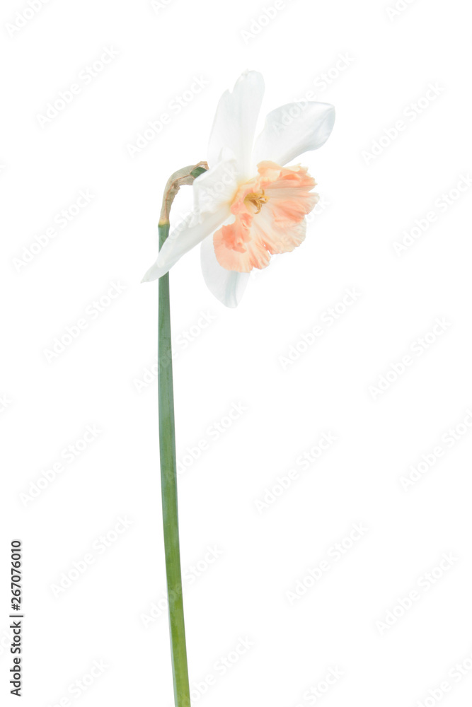 White-pink flower of Daffodil (Narcissus) isolated on white background. Cultivar Precocious from Large-cupped Daffodil