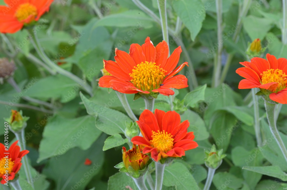 Cute and Beautiful Orange Flower in Garden. Cute and Beautiful Orange Flower in Garden.