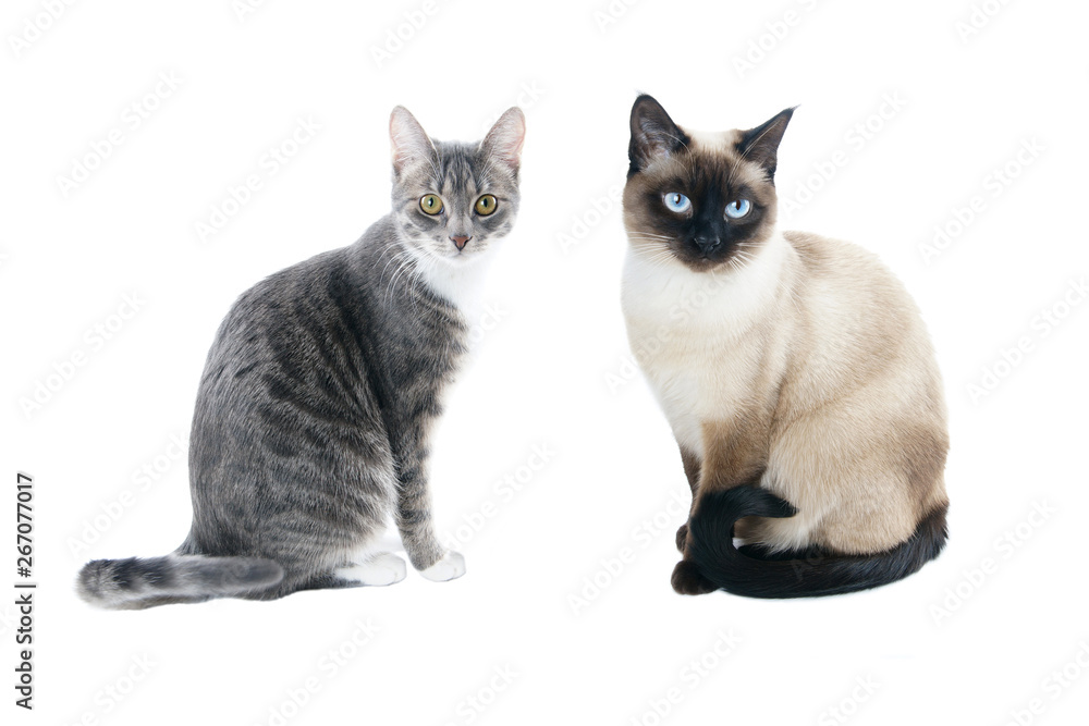 silver gray tabby housecat and seal point siamese cat
