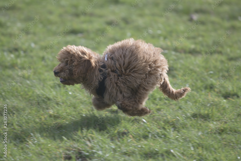 red cockapoo puppy on grass