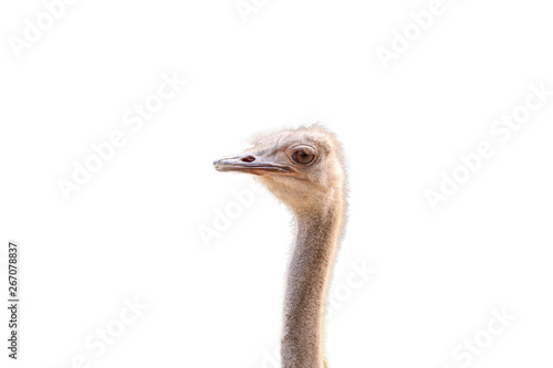 Head ostrich isolated on white background