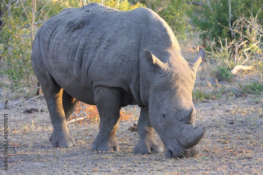 Obraz premium un rhinocéros dans la savane en Afrique du Sud