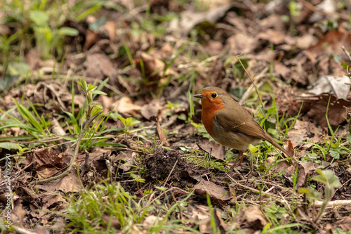 robin on the ground © Robert L Parker