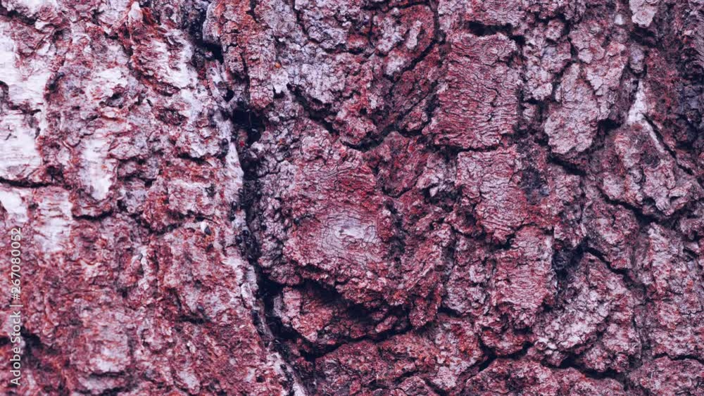 Hardworking black ants on tree. The life of an ant colony. UHD 4k video