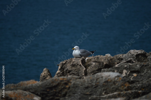 Seagulls Posed Near The Grotto Of The Mouth Of Hell In Cascais. Photograph of Street  Nature  architecture  history  Geology. April 15  2014. Cascais  Lisbon  Portugal.