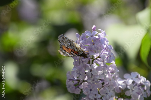 Butterfly Vanessa cardui on lilac flowers. Pollination blooming lilacs. photo