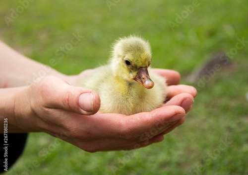 little yellow little goose in the hand of a man on a green background