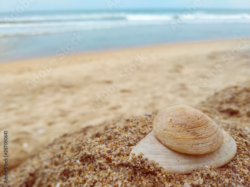 Shell on the beach © Arunkumar Selvam