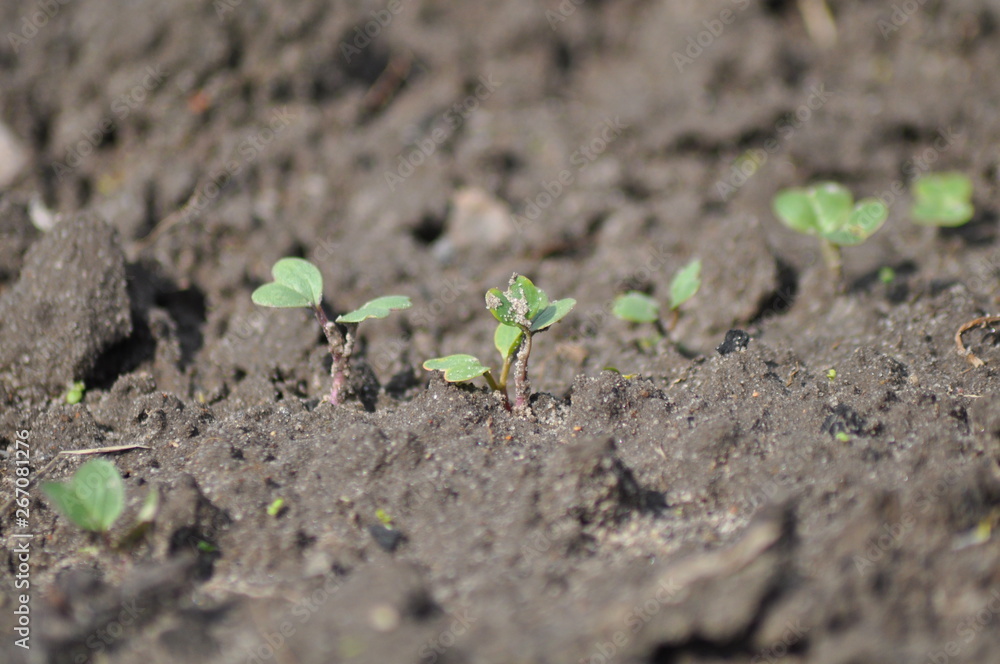 green sprouts on excavated earth.radish sprouts in the garden green sprouts on excavated earth.radish sprouts in the garden