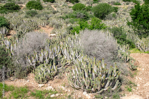 Cacti (euphorbia echinus) growing in the harsh arid environment on the hillside in Agadir, Morocco photo