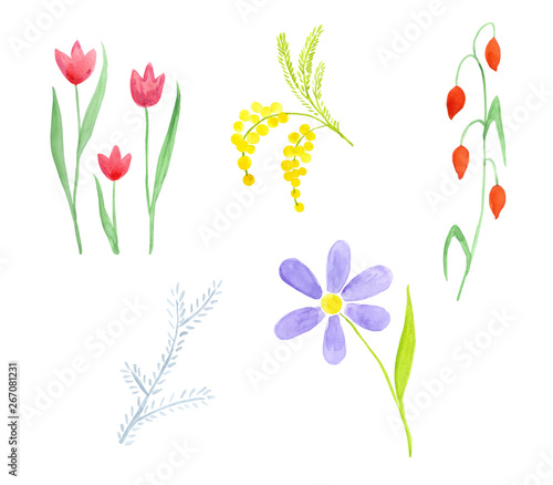 Set of five different wildflowers. Tulip, mimoza, camomile. Hand drawn watercolor illustration isolated on white background for all kind of designs and decor.