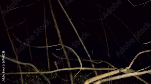 POV shot walking/running through dark spooky forest at nightEscaping from monsters or other scary stuff through the forest, with tree branches all around. Someone is chasing you and wants to eat you.