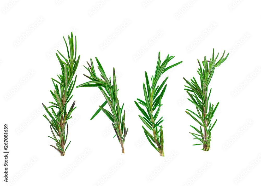 Fresh green sprigs of rosemary isolated on a white background Fresh green sprigs of rosemary isolated on a white background