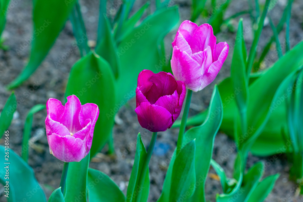 colorful spring tulips varieties Triumph colorful spring tulips varieties Triumph