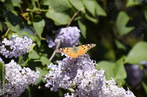 Butterfly Vanessa cardui on lilac flowers. Pollination blooming lilacs. photo