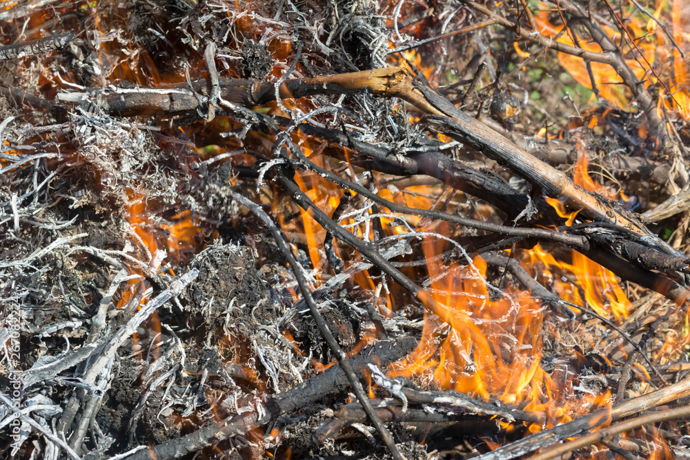 Bush on fire outdoor. Burning dry grass. Fire and smoke. background conceptual Dangerous fires and smokes Bush on fire outdoor. Burning dry grass. Fire and smoke. background conceptual Dangerous fires and smokes