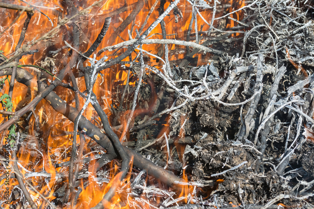 Bush on fire outdoor. Burning dry grass. Fire and smoke. background conceptual Dangerous fires and smokes Bush on fire outdoor. Burning dry grass. Fire and smoke. background conceptual Dangerous fires and smokes