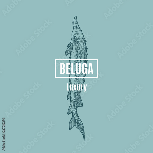 Beluga Abstract Vector Sign, Symbol or Logo Template. Hand Drawn Sturgeon Fish Illustration with Classy Retro Typography. Premium Quality Vintage Vector Emblem.