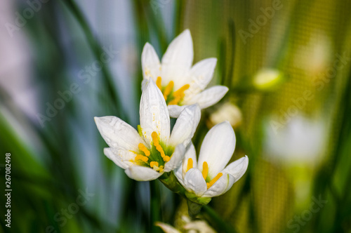 decorative white flower rain lily Zephyranthes grandiflora