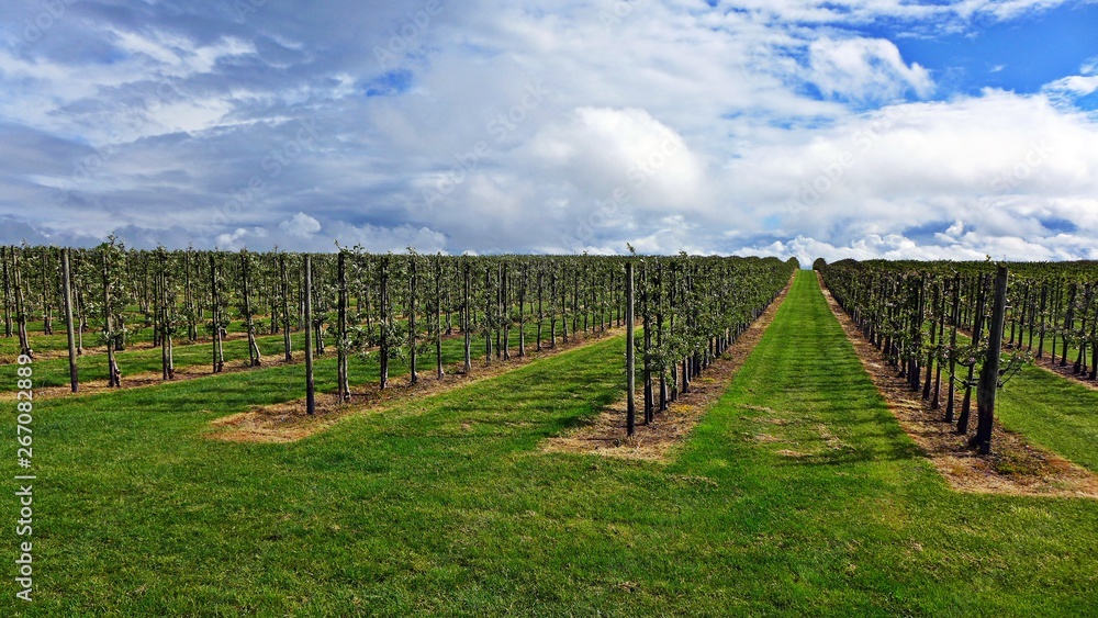 Apfelbäume im Spalier