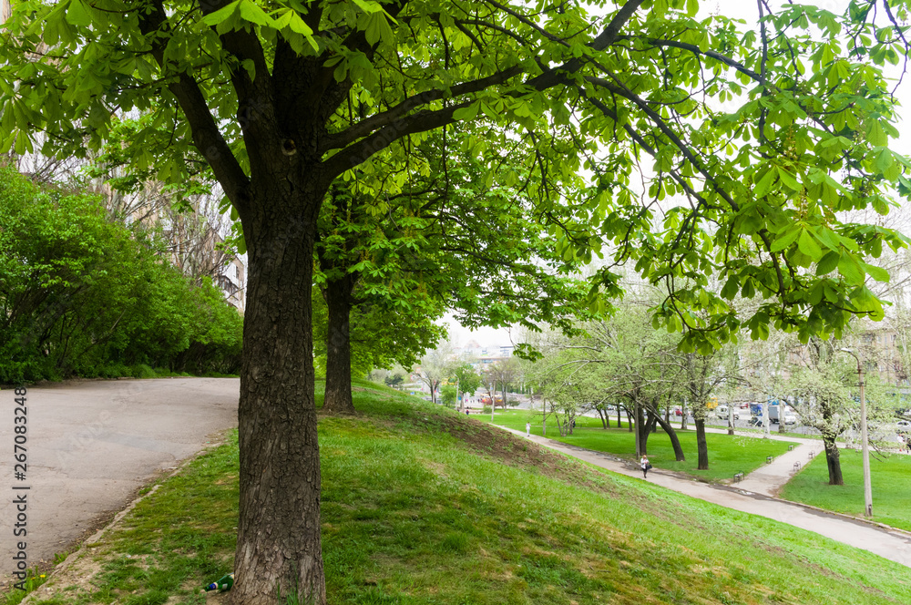 spring city Park - blooming flower and trees, bright green grass