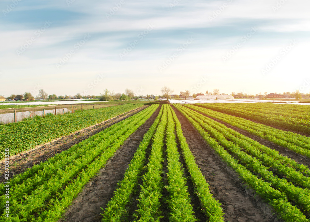 Beautiful view of a carrot plantation growing in a field. Organic vegetables. Farming. Agriculture. Selective focus