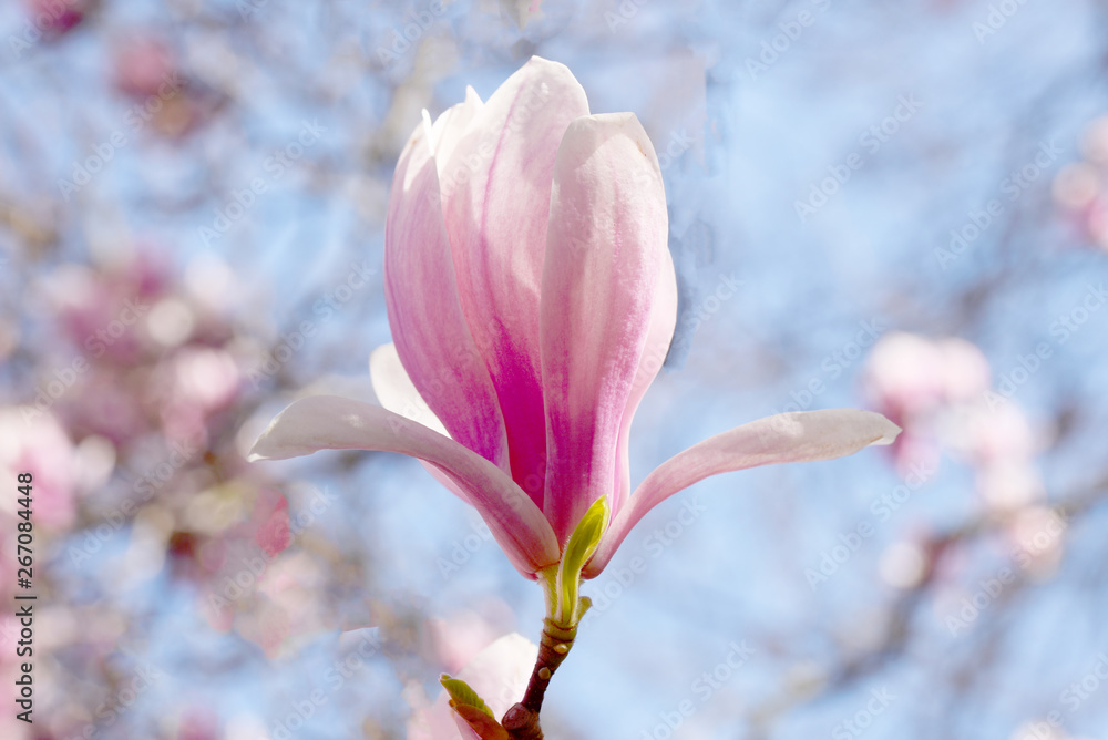 Fototapeta premium Blooming magnolia flower tree in nature.