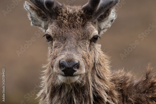 NC500 - North Coast 500 Route - Young Stag