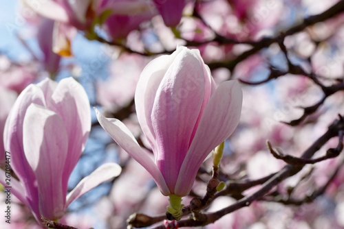 Blooming magnolia flower tree in nature.