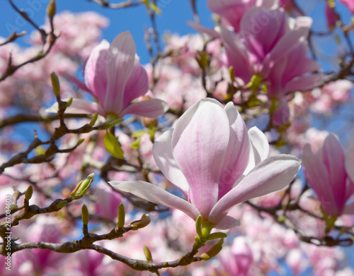 Blooming magnolia flower tree in nature. © swisty242