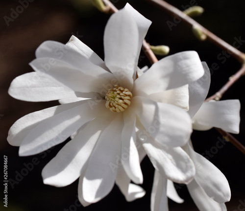 Fototapeta Naklejka Na Ścianę i Meble -  Blooming magnolia flower tree in nature.