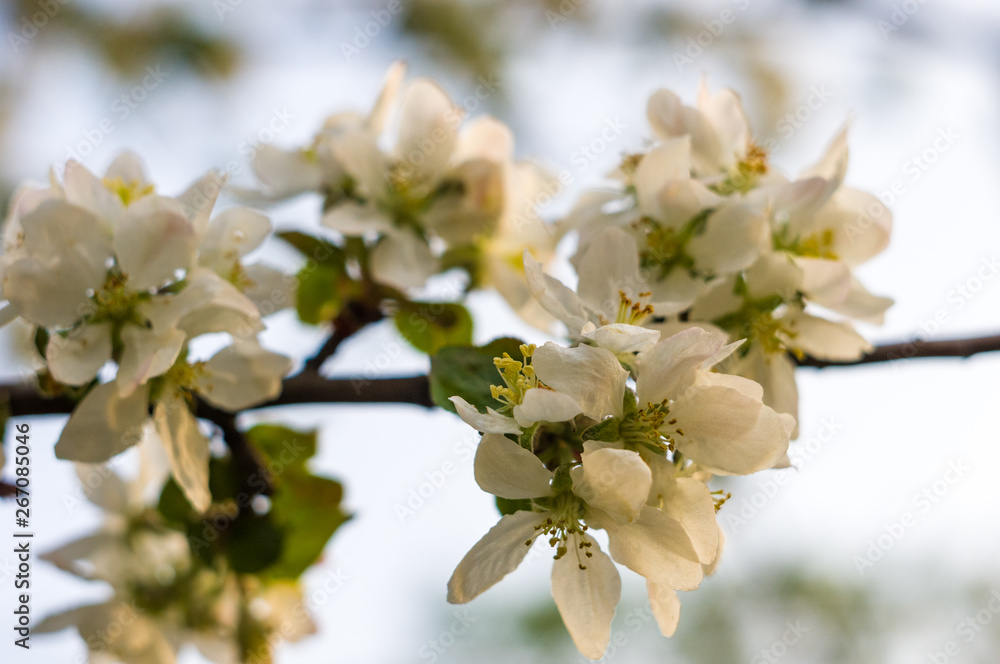 Background of blooming beautiful flowers of apple on a sunny day in early spring close up, soft focus