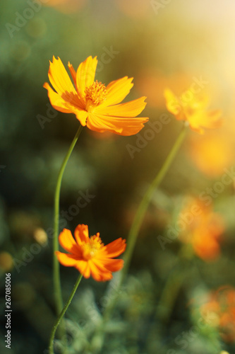 Beautiful yellow cosmos flowers  Yellow flower of Mexican Diasy with sunlight in garden