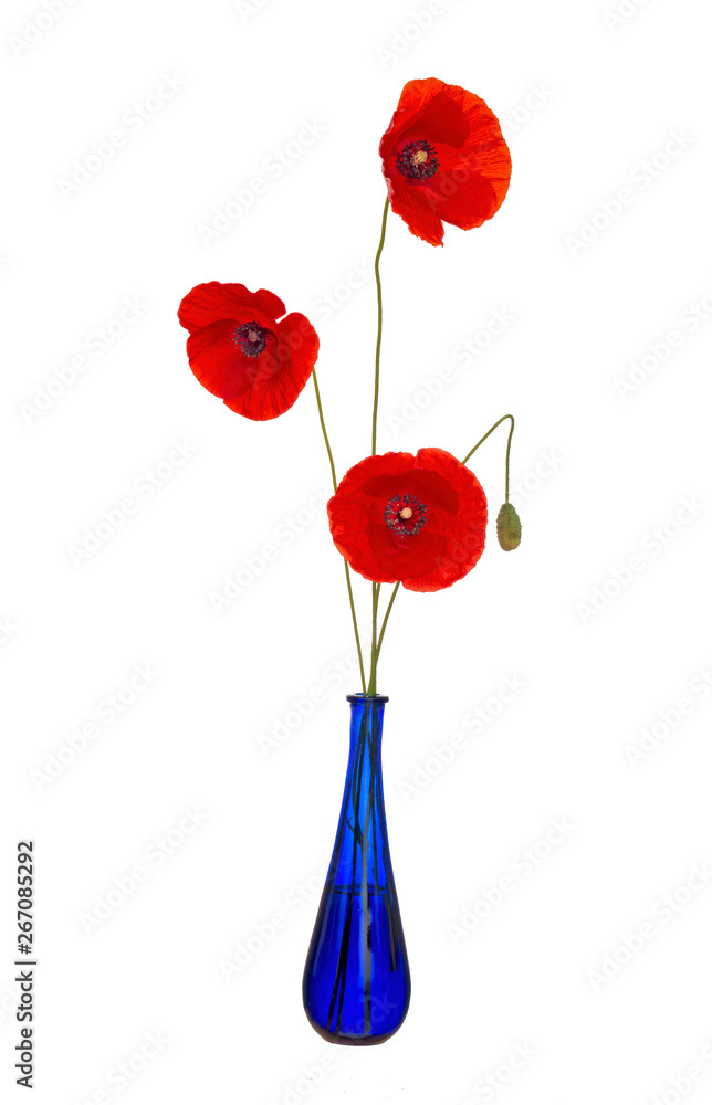 Obraz premium Wild red poppy flowers, Papaver rhoeas in vase with bud, in blue glass vase. Isolated on white background.