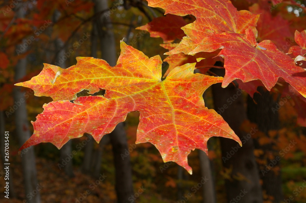 Fall Leaves Fall Leaves