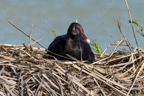 Quadro em tela Oie armée de Gambie,.Plectropterus gambensis,  Spur winged Goose