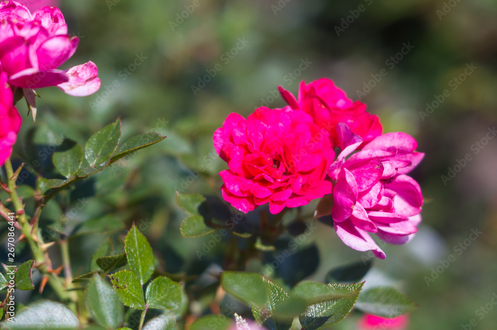 Purple Rose flower. Nature. close up, selective focus Purple Rose flower. Nature. close up, selective focus