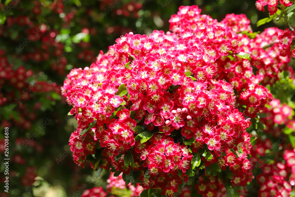 A beautiful Hawthorn Tree (Crimson Cloud) in full flower in early May in my back garden in Cardiff, South Wales, UK A beautiful Hawthorn Tree (Crimson Cloud) in full flower in early May in my back garden in Cardiff, South Wales, UK