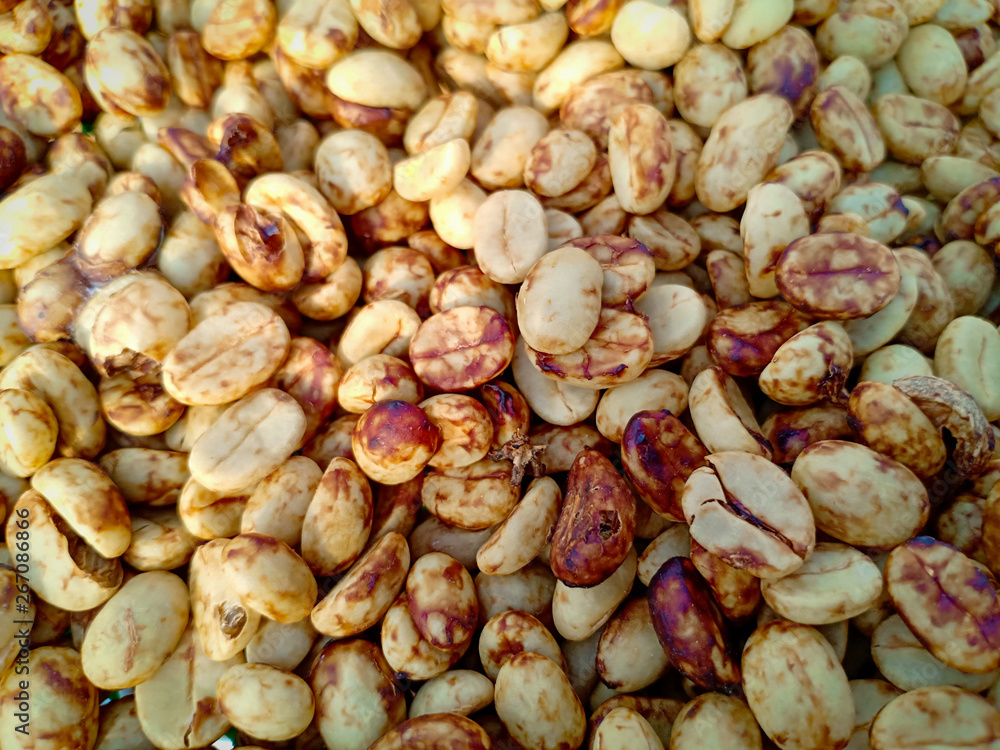 Raw coffee beans peeled off. The process of drying. Raw coffee beans peeled off. The process of drying.