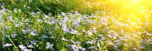 Banner 3 1. Soft focus carpet of Nemophila  baby blue eyes  flower with sunlight rays. Spring background. Copy space
