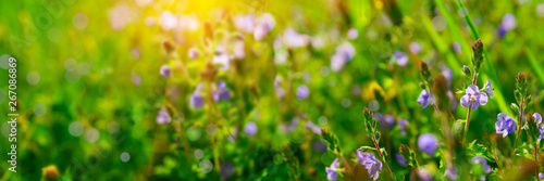 Banner 3:1. Close up of Nemophila (baby blue eyes) flowers with sunlight rays. Spring background. Copy space. Soft focus