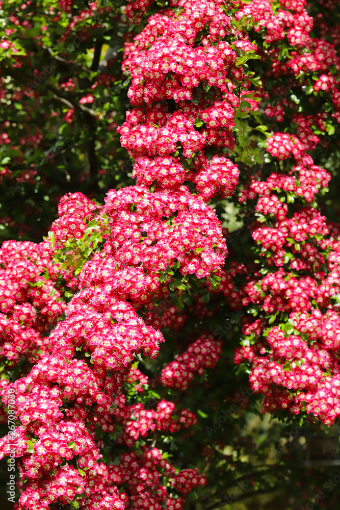 A beautiful Hawthorn Tree (Crimson Cloud) in full flower in early May in my back garden in Cardiff, South Wales, UK A beautiful Hawthorn Tree (Crimson Cloud) in full flower in early May in my back garden in Cardiff, South Wales, UK