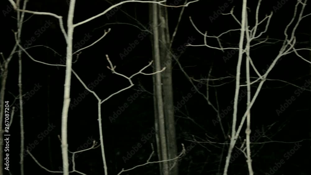Panning looking around dark spooky forest at nightEscaping from monsters or other scary stuff through the forest, with tree branches all around. Someone is chasing you and wants to eat you. Panning looking around dark spooky forest at nightEscaping from monsters or other scary stuff through the forest, with tree branches all around. Someone is chasing you and wants to eat you.