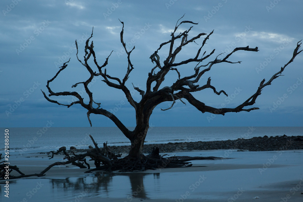 Driftwood tree on the beach at sunrise Driftwood tree on the beach at sunrise