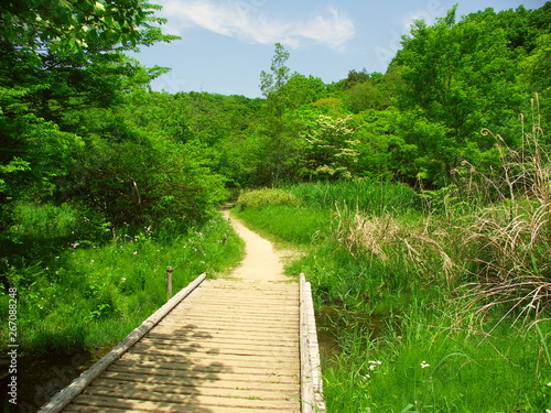 初夏の新緑の林に続く木橋のある小道風景